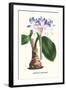 Amaryllis Hyacinthin-Louis Van Houtte-Framed Art Print