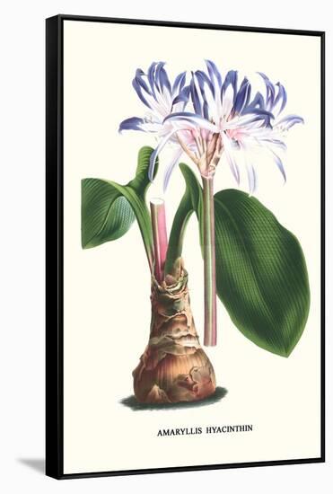 Amaryllis Hyacinthin-Louis Van Houtte-Framed Stretched Canvas