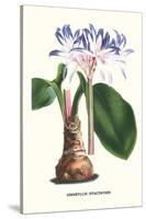 Amaryllis Hyacinthin-Louis Van Houtte-Stretched Canvas