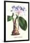 Amaryllis Hyacinthin-Louis Van Houtte-Framed Art Print