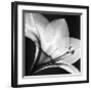 Amaryllis I-Steven N^ Meyers-Framed Art Print