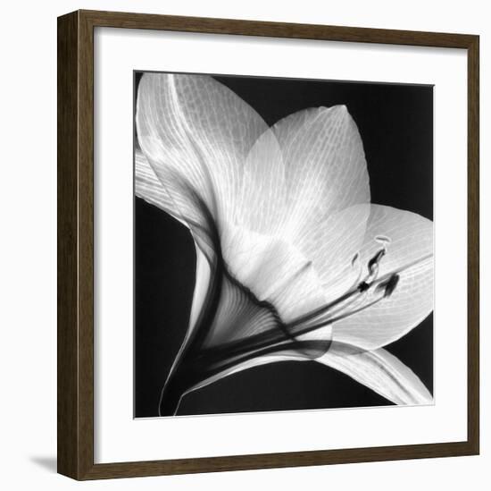 Amaryllis I-Steven N^ Meyers-Framed Art Print