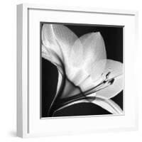 Amaryllis I-Steven N^ Meyers-Framed Art Print