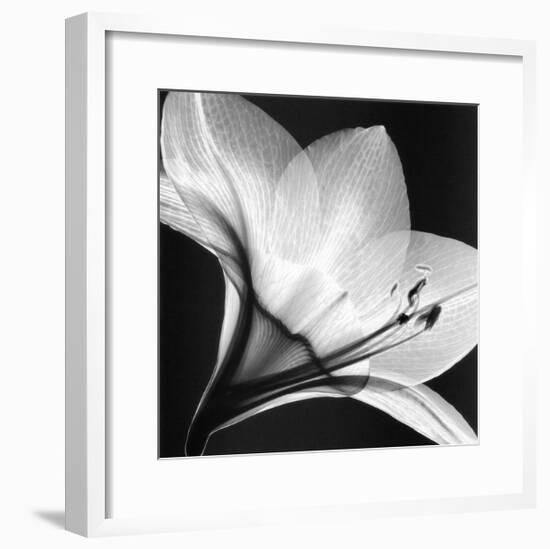 Amaryllis I-Steven N^ Meyers-Framed Art Print