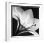 Amaryllis I-Steven N^ Meyers-Framed Art Print