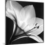 Amaryllis I-Steven N^ Meyers-Mounted Art Print