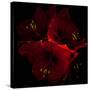 Amaryllis I-Magda Indigo-Stretched Canvas