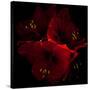 Amaryllis I-Magda Indigo-Stretched Canvas