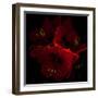 Amaryllis I-Magda Indigo-Framed Photographic Print