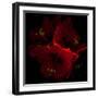 Amaryllis I-Magda Indigo-Framed Photographic Print