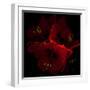 Amaryllis I-Magda Indigo-Framed Photographic Print