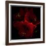 Amaryllis I-Magda Indigo-Framed Photographic Print