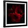 Amaryllis I-Magda Indigo-Framed Photographic Print