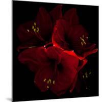 Amaryllis I-Magda Indigo-Mounted Photographic Print