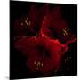 Amaryllis I-Magda Indigo-Mounted Photographic Print