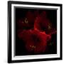 Amaryllis I-Magda Indigo-Framed Photographic Print