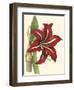 Amaryllis I-Cooke-Framed Art Print