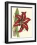 Amaryllis I-Cooke-Framed Art Print