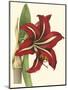 Amaryllis I-Cooke-Mounted Art Print