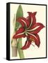 Amaryllis I-Cooke-Framed Stretched Canvas