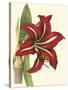 Amaryllis I-Cooke-Stretched Canvas