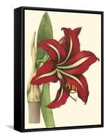 Amaryllis I-Cooke-Framed Stretched Canvas