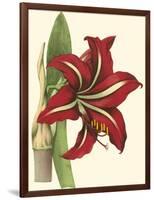 Amaryllis I-Cooke-Framed Art Print