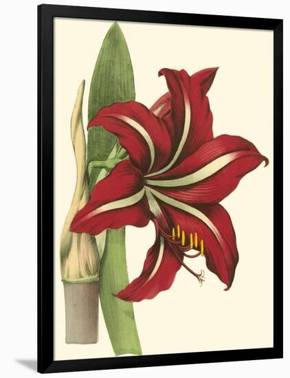 Amaryllis I-Cooke-Framed Art Print