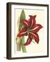 Amaryllis I-Cooke-Framed Art Print