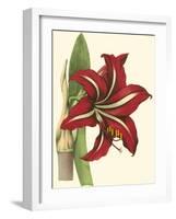 Amaryllis I-Cooke-Framed Art Print