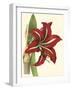 Amaryllis I-Cooke-Framed Art Print