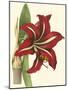 Amaryllis I-Cooke-Mounted Art Print