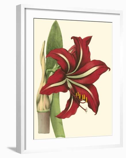 Amaryllis I-Cooke-Framed Art Print