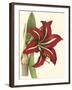 Amaryllis I-Cooke-Framed Art Print