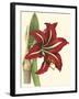 Amaryllis I-Cooke-Framed Art Print