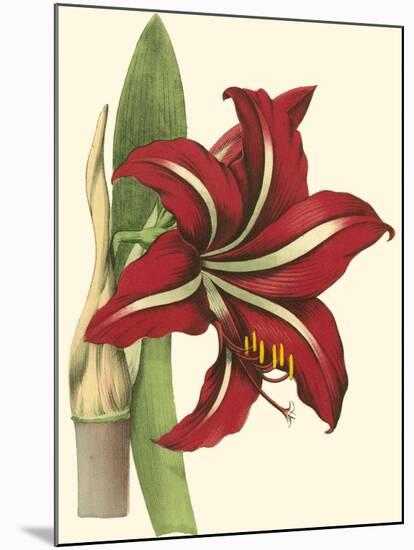 Amaryllis I-Cooke-Mounted Art Print