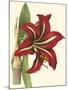 Amaryllis I-Cooke-Mounted Art Print