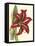 Amaryllis I-Cooke-Framed Stretched Canvas