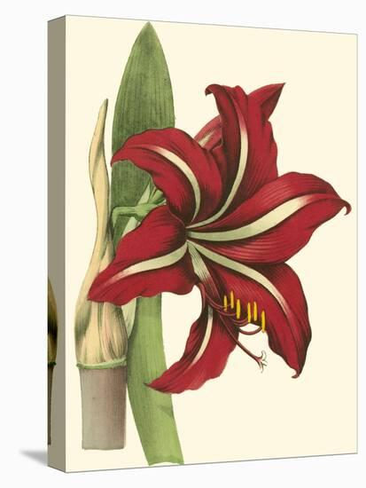 Amaryllis I-Cooke-Stretched Canvas