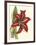 Amaryllis I-Cooke-Framed Art Print