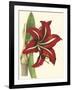 Amaryllis I-Cooke-Framed Art Print