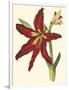 Amaryllis II-Cooke-Framed Art Print