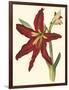 Amaryllis II-Cooke-Framed Art Print