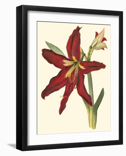 Amaryllis II-Cooke-Framed Art Print