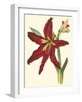 Amaryllis II-Cooke-Framed Art Print