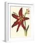 Amaryllis II-Cooke-Framed Art Print