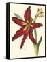 Amaryllis II-Cooke-Framed Stretched Canvas