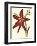 Amaryllis II-Cooke-Framed Art Print