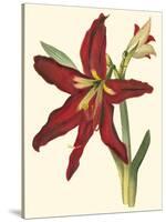 Amaryllis II-Cooke-Stretched Canvas