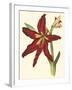 Amaryllis II-Cooke-Framed Art Print